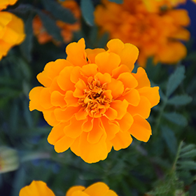 Plant Photo 8
