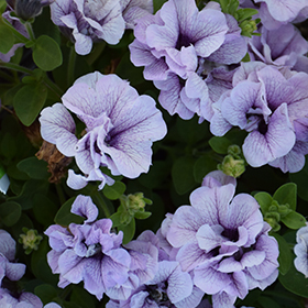 Plant Photo 1