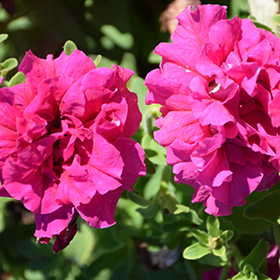 Plant Photo 9