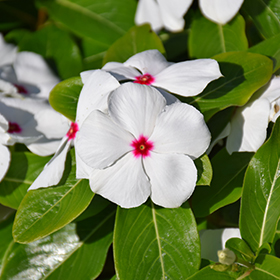 Plant Photo 5