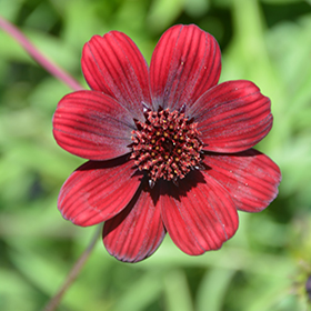 Plant Photo 8