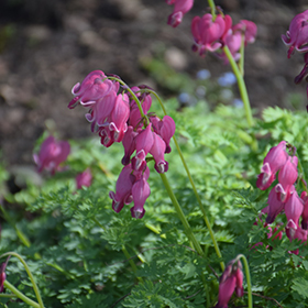 Plant Photo 10