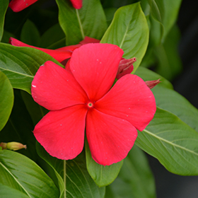 Plant Photo 1