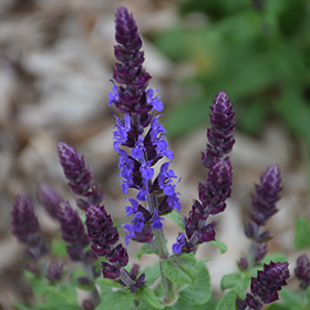 Plant Photo 6