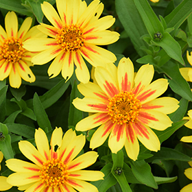 Plant Photo 8