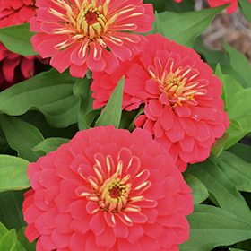 Plant Photo 5