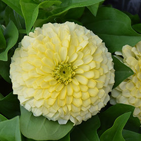 Plant Photo 6