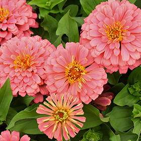 Plant Photo 9