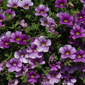 Plant Photo 9
