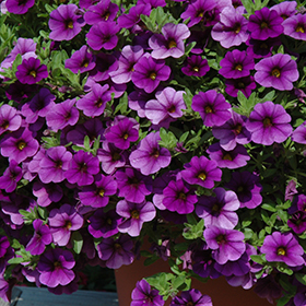 Plant Photo 5