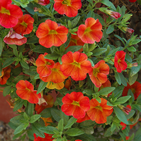 Plant Photo 8