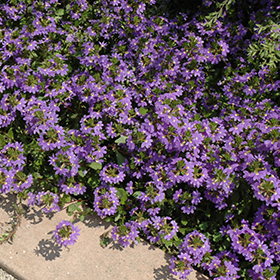 Plant Photo 9