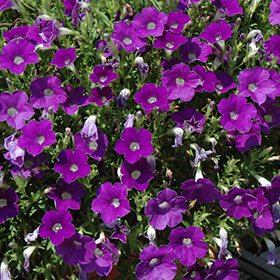 Plant Photo 7