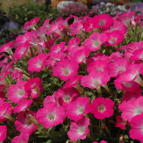 Plant Photo 8