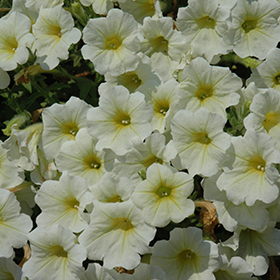 Plant Photo 9