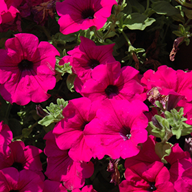Plant Photo 10