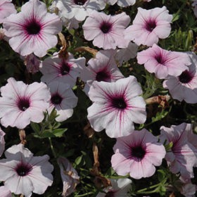 Plant Photo 5