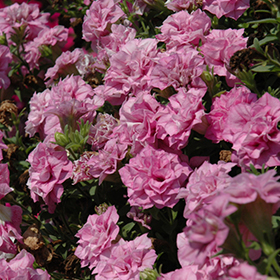 Plant Photo 3