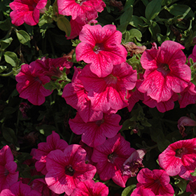 Plant Photo 8