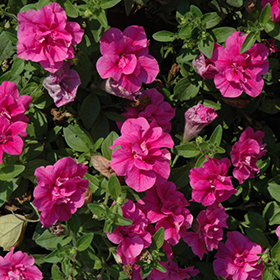 Plant Photo 5
