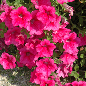 Plant Photo 1