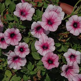 Plant Photo 8