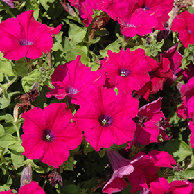 Plant Photo 7