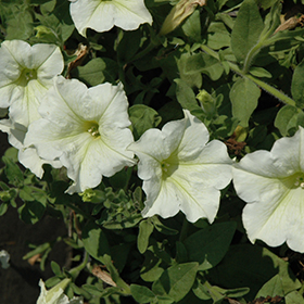 Plant Photo 6