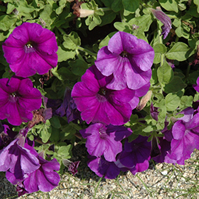 Plant Photo 2