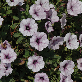 Plant Photo 6