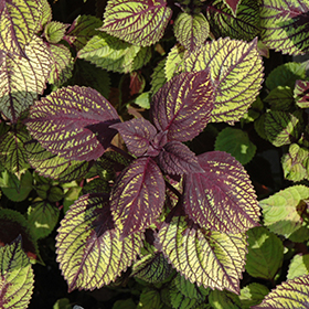 Plant Photo 8