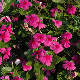 Plant Photo 4