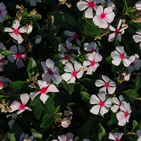 Plant Photo 9