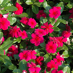 Plant Photo 10