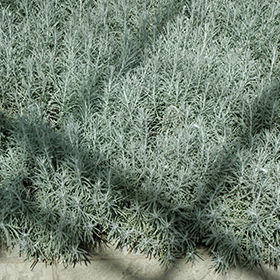 Plant Photo 4