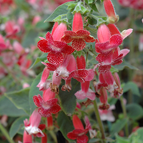 Plant Photo 3