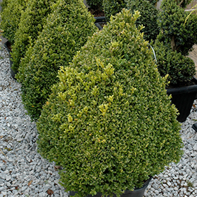 Plant Photo 4