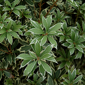 Plant Photo 1