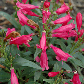 Plant Photo 10