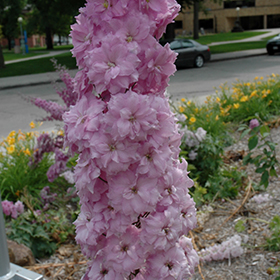 Plant Photo 5