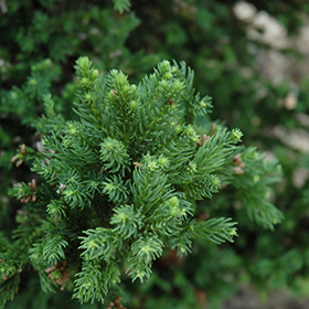Plant Photo 3