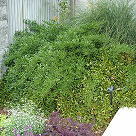Plant Photo 6