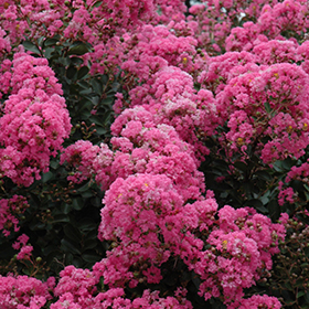 Plant Photo 9