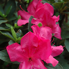 Plant Photo 7