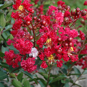 Plant Photo 1