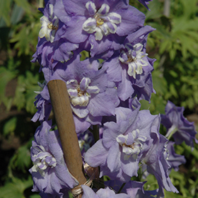 Plant Photo 7