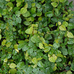 Plant Photo 9