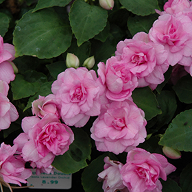 Plant Photo 2