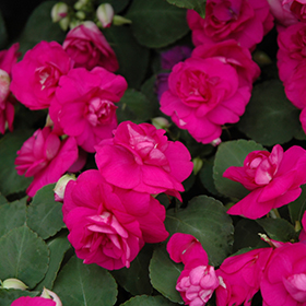 Plant Photo 4