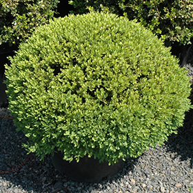 Plant Photo 6